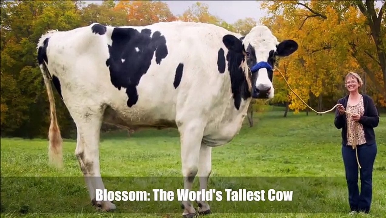 Top 10 Abnormally Large Animals In The World That Really Exist
