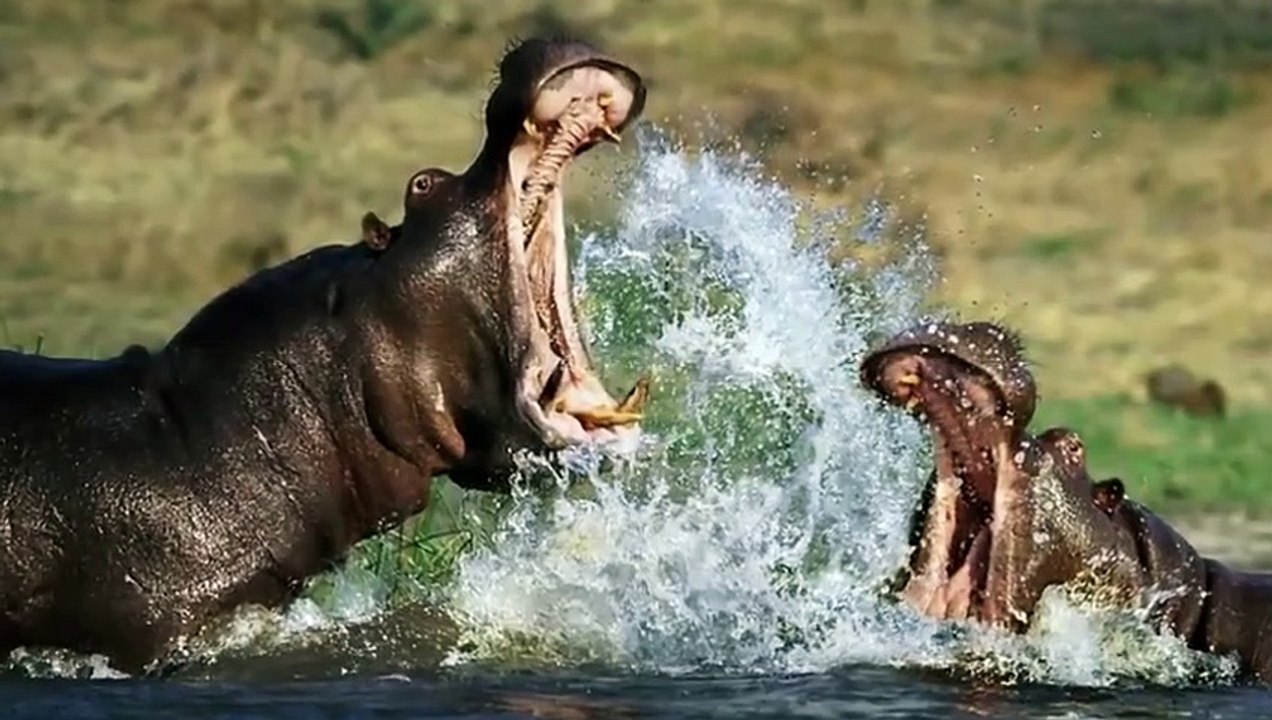 Top 10 Animal fights for territory and hunting in nature