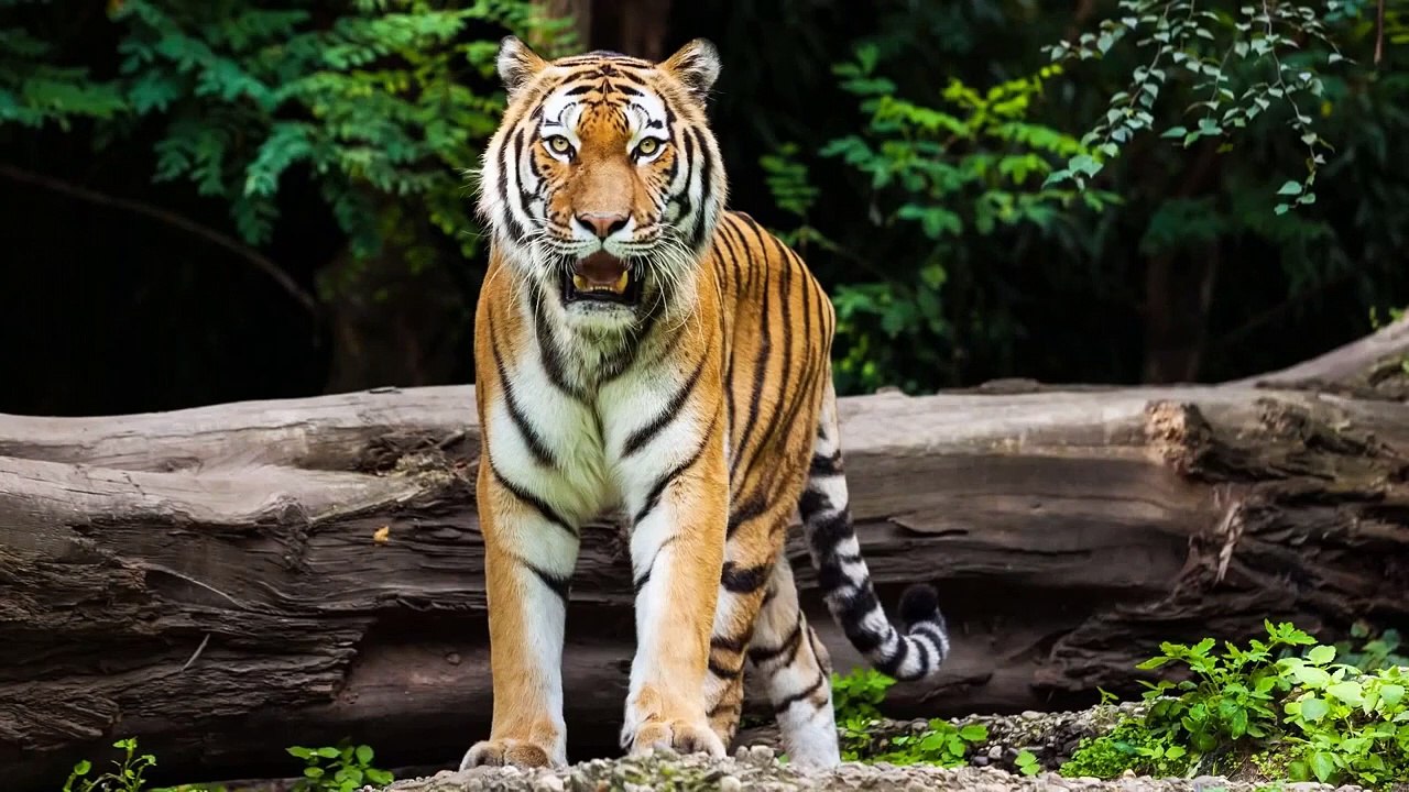 Top 10 Animals Have The Strongest Bite Force