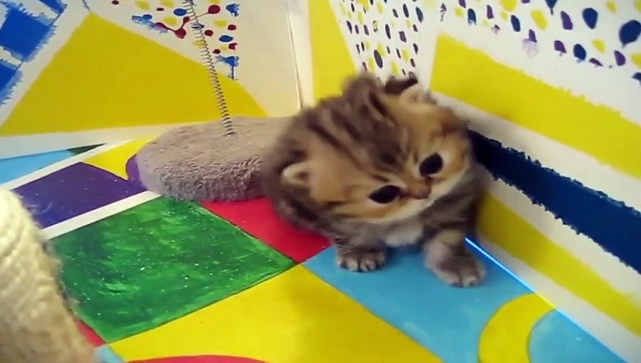 Top 10 Cutest Animals In The World