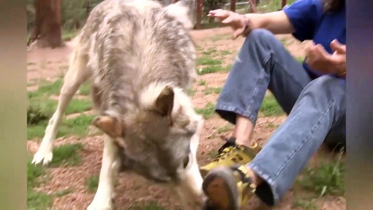 Top 10 Unbelievable Friendship Of People and Wild Animals