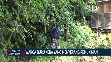 Warga Buru Kawanan Kera yang Melukai 3 Orang di Jember