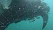 Five trapped whale sharks rescued from fishing nets by divers off Indonesia
