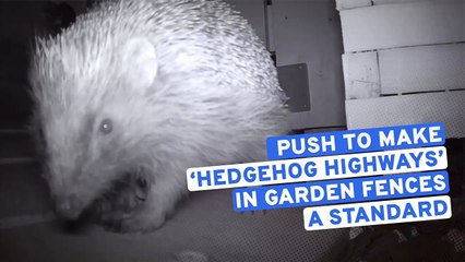 New nationwide push to make garden fences with ‘Hedgehog Highways’ industry standard