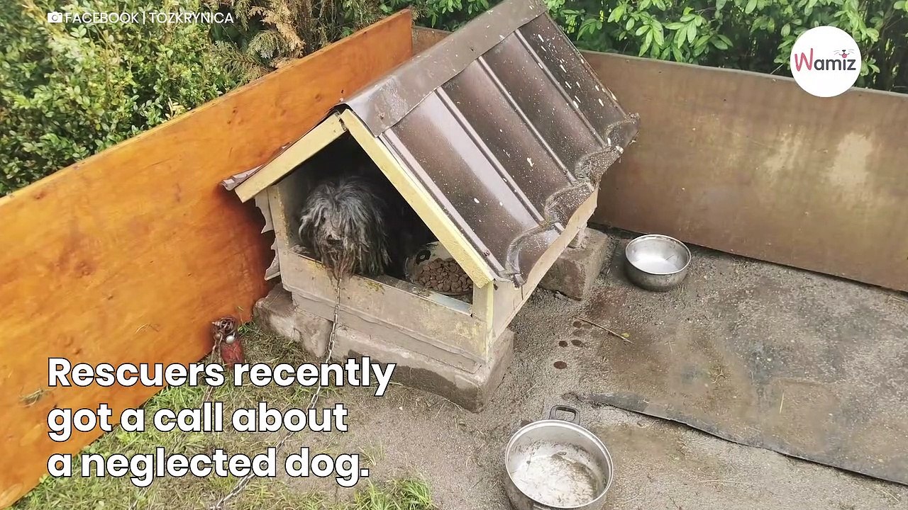 Rescuers save neglected dog Owner’s reaction sends a chill down their spines
