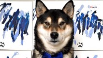 Shiba Inu grabs a paint brush, owners are impressed by the beautiful art he creates