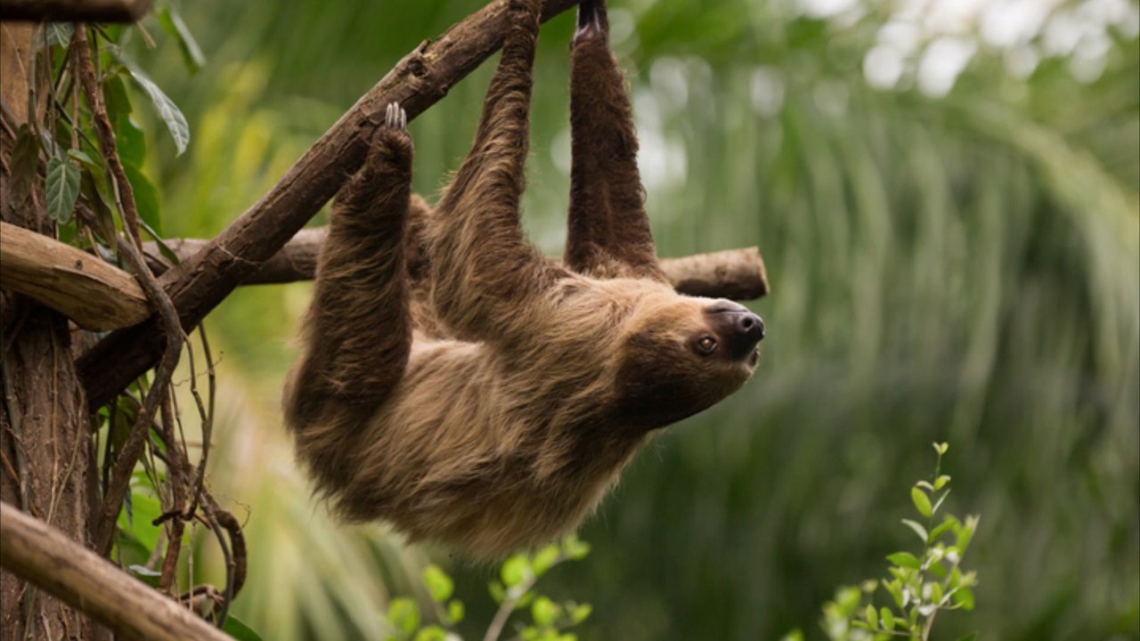 Allwetterzoo Münster: Faultier Pauli stirbt an Überhitzung