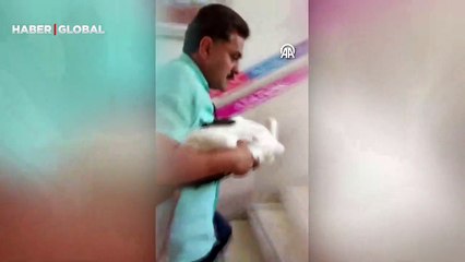 Okul müdürü, yuvadan düşen leylek yavrusunu yeniden çatıya çıkardı