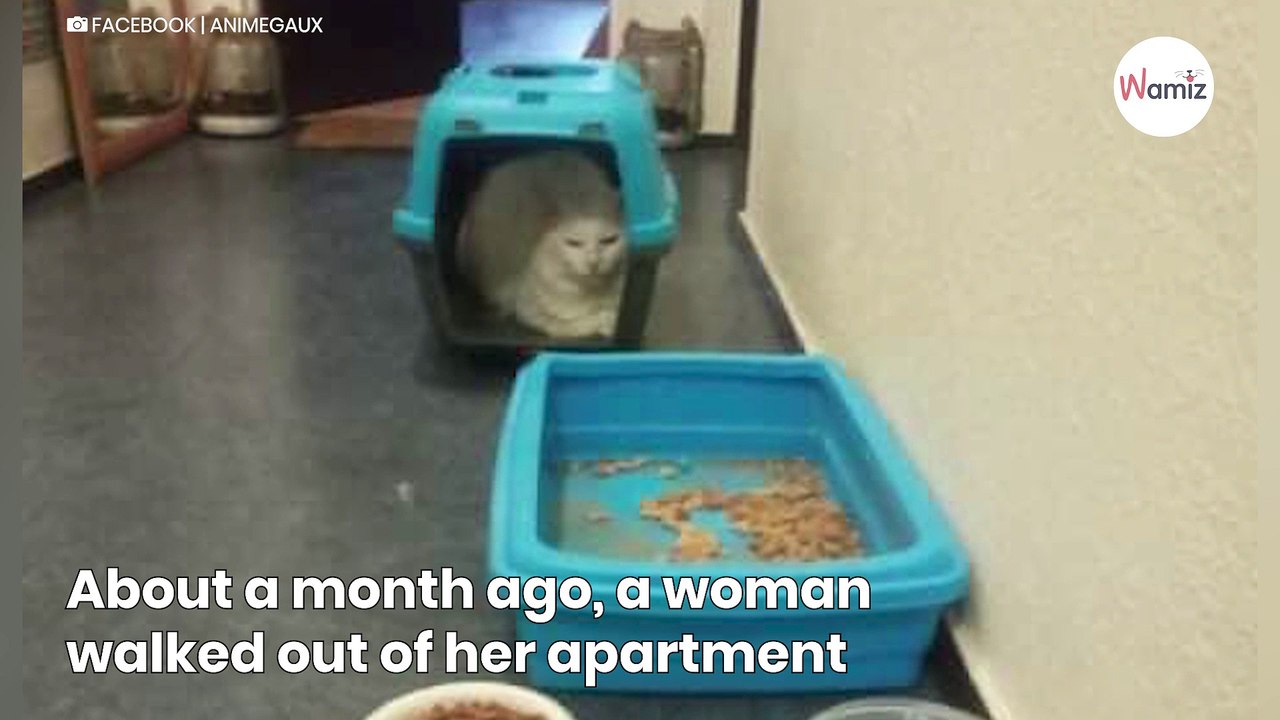 Neighbour sees cat outside her apartment The truth sends shivers down her spine