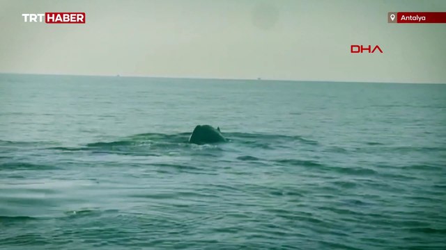 Kaş ve Fethiye açıklarında İspermeçet balinaları görüntülendi