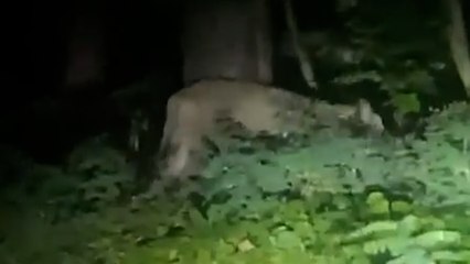 Une lionne qui serait en liberté recherchée par la police dans un quartier de de Berlin