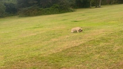 Little bulldog does an unexpected headstand while running after a ball *Playing Fetch*