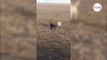 Man finds his lost dog in a field and laughs when he sees that he is not alone (Video)