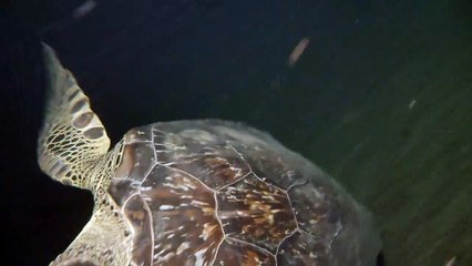 La tortue attaque la caméra du plongeur