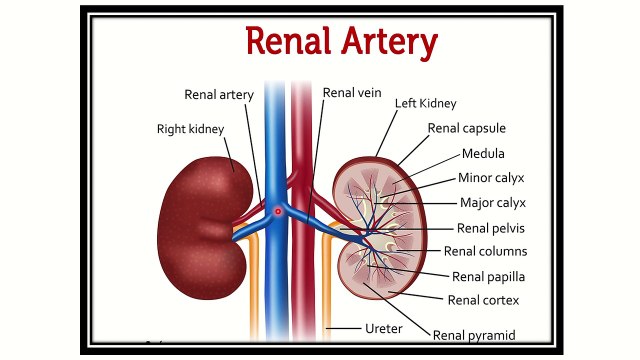 Abdominal aorta anatomy details , branches and others
