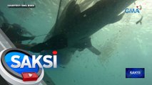 5 whale shark, na-trap sa fishing net; tinulungang makawala ng mga diver | Saksi