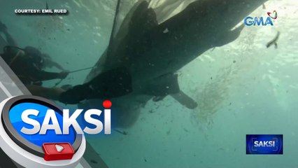 5 whale shark, na-trap sa fishing net; tinulungang makawala ng mga diver | Saksi