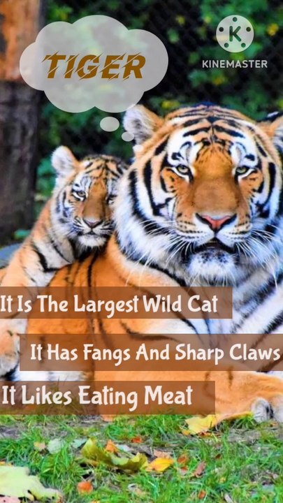Which animal do you like the most..?