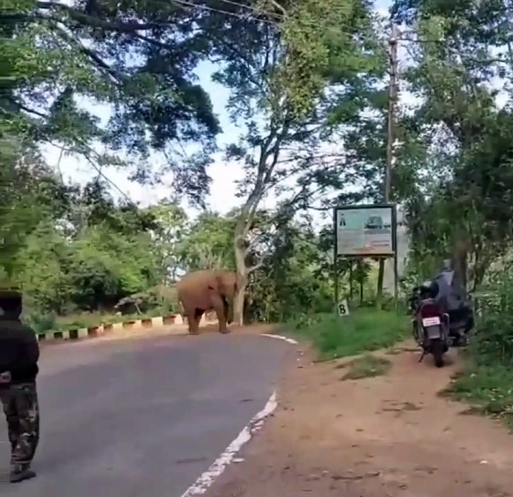 வனத்துறையினரின் சொல்பேச்சை கேட்டு சாலையைக் கடந்த குறும்புக்கார காட்டு யானை
