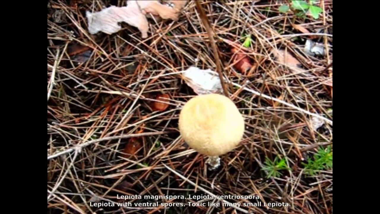 Lepiota magnispora.  Champimaginatis. English Text