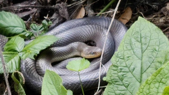 Rare snake spotted in central London frightens walkers - who feared it had escaped from the zoo