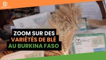 Découverte : Zoom sur des variétés de blé au Burkina Faso