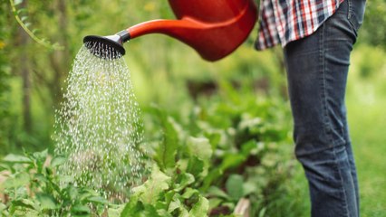 Avoid These 7 Watering Mistakes In Your Vegetable Garden