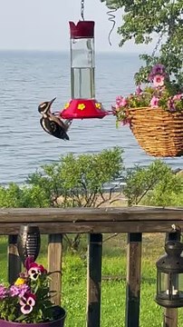 Woodpecker prétend être un colibri