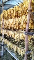 مركز السنطة بالغربية.. قلعة زراعة وتصنيع الزبيب من العنب