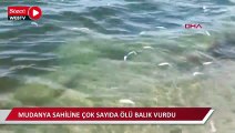 Bursa'da Mudanya sahiline çok sayıda ölü balık vurdu 