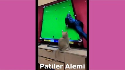 Dünyanın En Sevimli En Komik Kedileri - Patiler Alemi