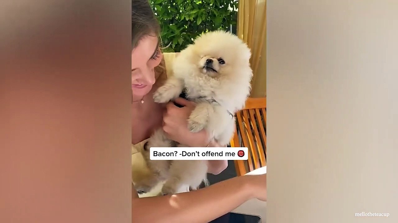 Dogs will never fail to make us laugh - Funniest Pet Video