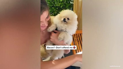 Dogs will never fail to make us laugh - Funniest Pet Video