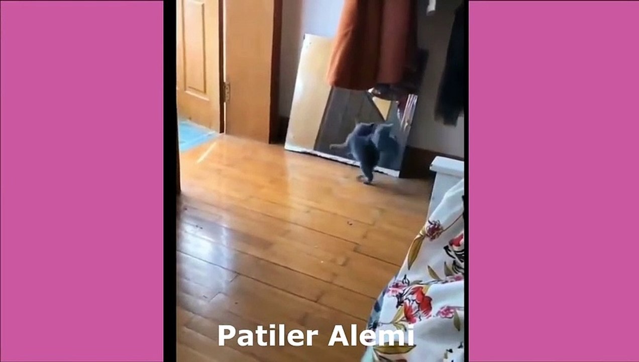 Dünyanın En Komik Kediler ve Köpekleri - 2021 Videoları Şakalar - Patiler Alemi