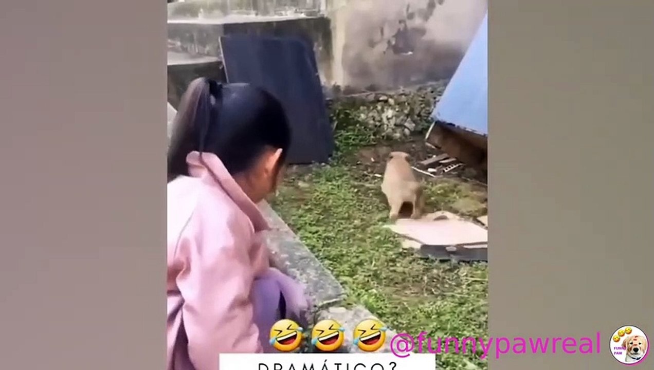 Don't Laugh Too Much At This Angry Dog _ Funniest Dogs Reaction