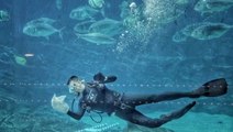 How the Georgia Aquarium is deep cleaned