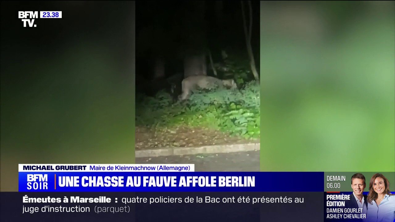 "Je dois être honnête, j'ai un peu paniqué": un fauve sème la panique à Berlin