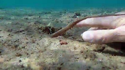 Shaking Hands With an Octopus