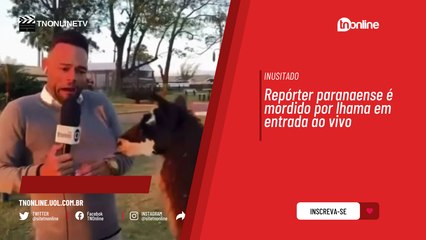 Repórter de Paraná é mordido por lhama em entrada ao vivo