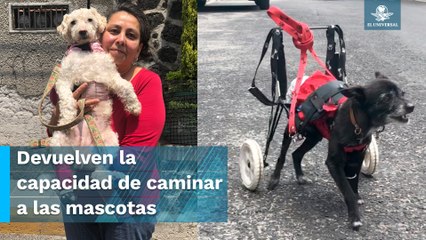 ¡Nada los detiene! Car-can da segunda oportunidad a mascotas discapacitadas
