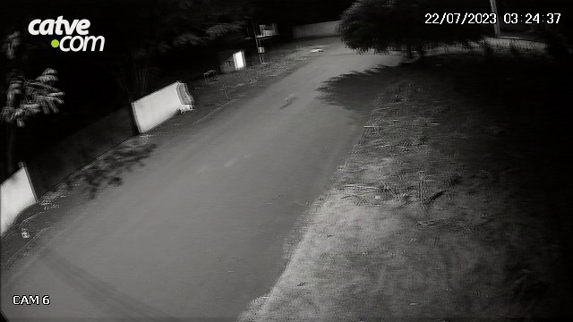 Câmera flagra acusado de envenenar cães em Tupãssi; imagens fortes