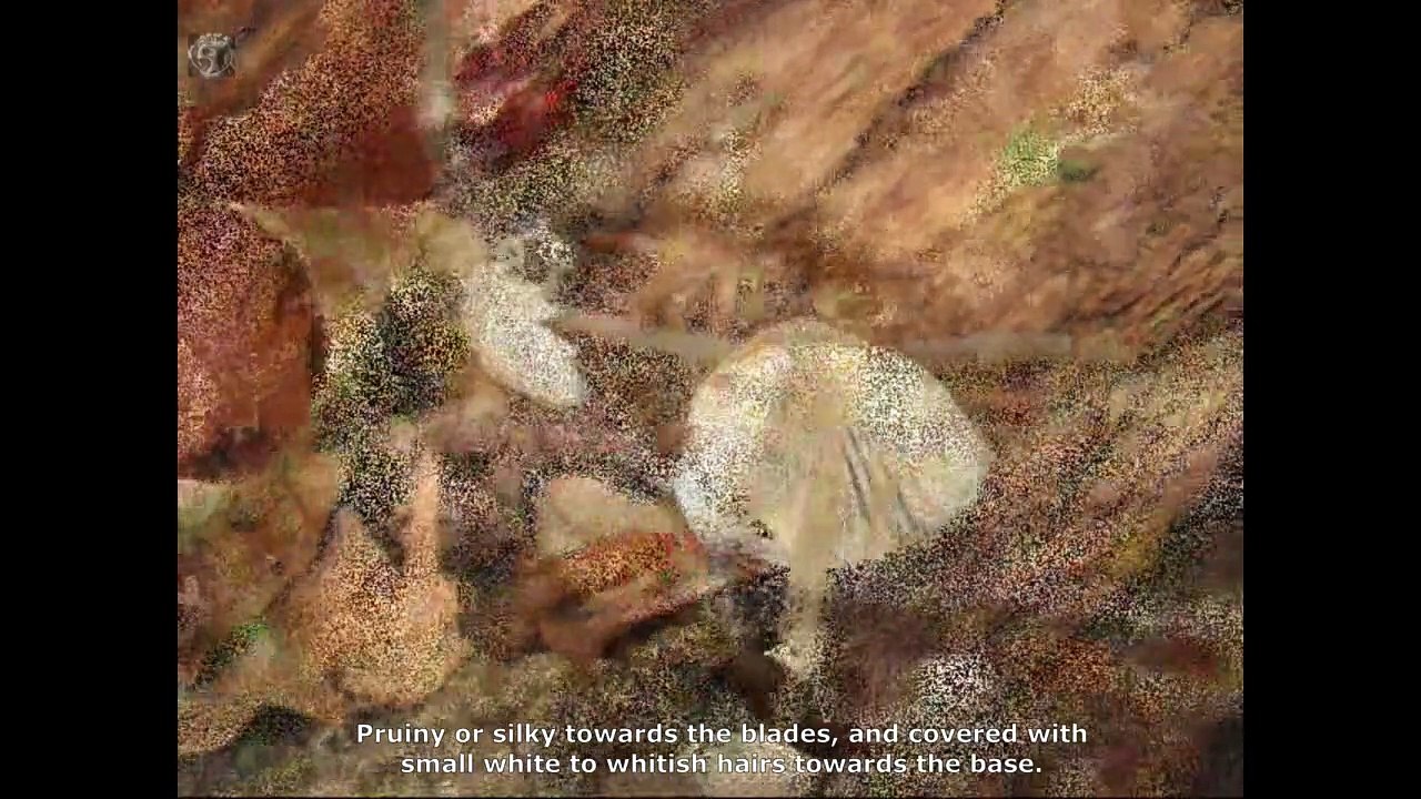 Mycena arcangeliana. Champimaginatis. English Text