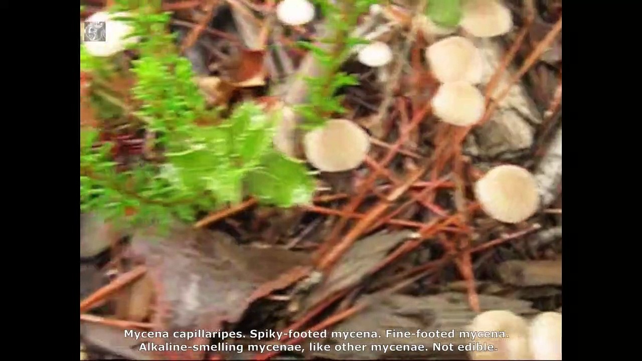 Mycena capillaripes. Champimaginatis. English Text