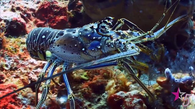 10 Weird Creatures Washed Up On Shore