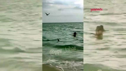 ABD sahillerinde korkutan görüntüler! Kıyıya kadar gelen köpek balığı yürekleri ağza getirdi