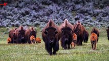 The National Parks Service Issues Renewed Warning About Bison After Recent Injuries at Two U.S. Parks