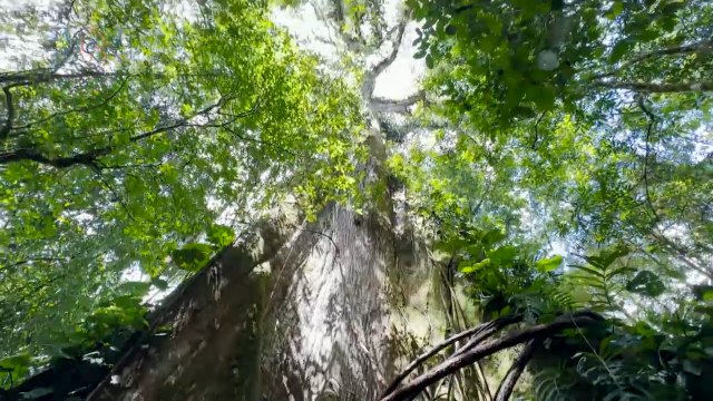mqn-Uno de los árboles de Ceiba más grandes de Costa Rica-190723