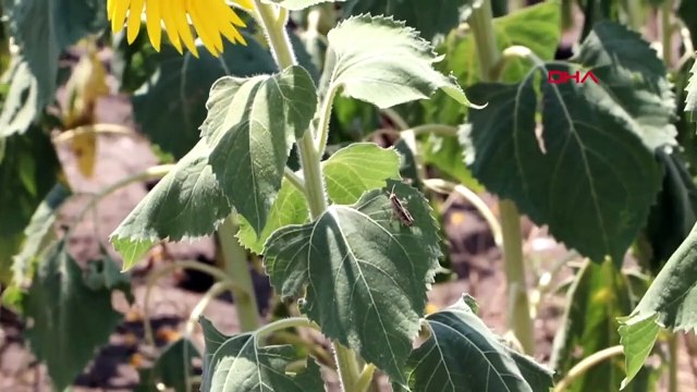Des sauterelles ont envahi les champs de tournesols de Tekirdağ