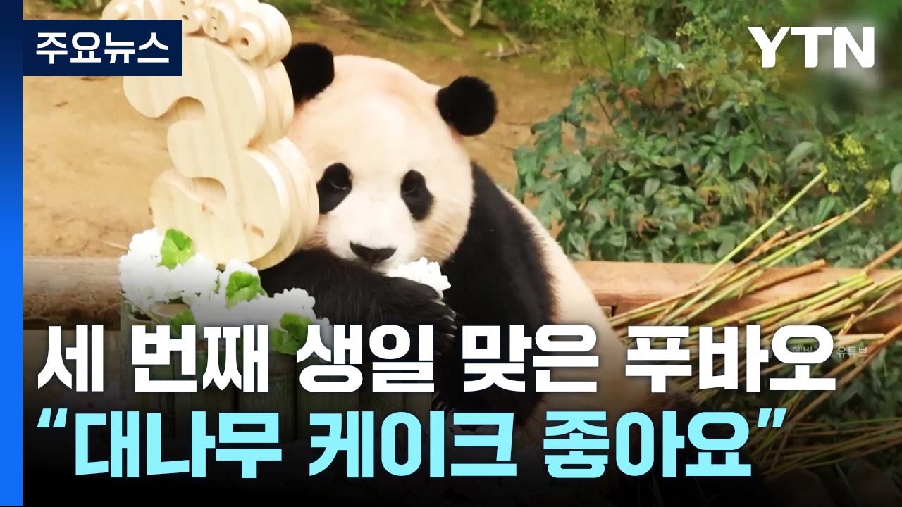 세 번째 생일 맞은 푸바오..."대나무 케이크 너무 좋아요" [앵커리포트] / YTN