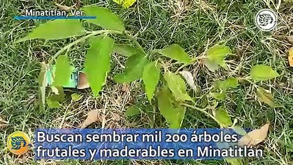 Buscan sembrar mil 200 árboles frutales y maderables en Minatitlán
